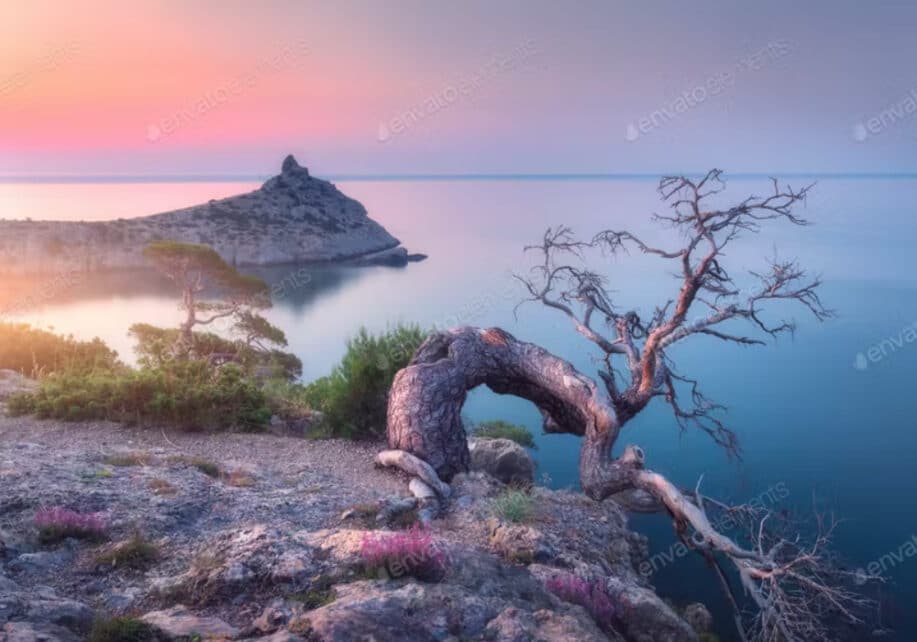 Amazing old tree growing out of a rock