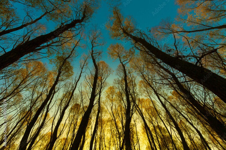 Tree landscape with morning sunrise