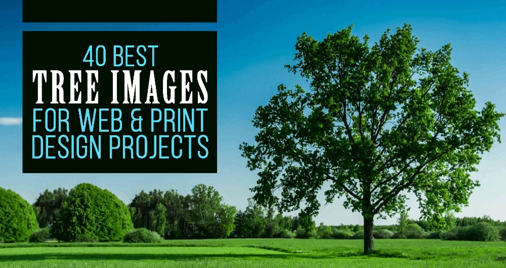 Best Tree Images For Web & Print Design Projects